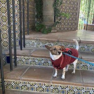 Barefoot dreams dog top